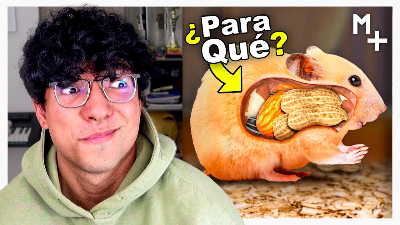 Magma Ve 21 Cosas que Siempre Quisiste Saber 4 🤯🧠