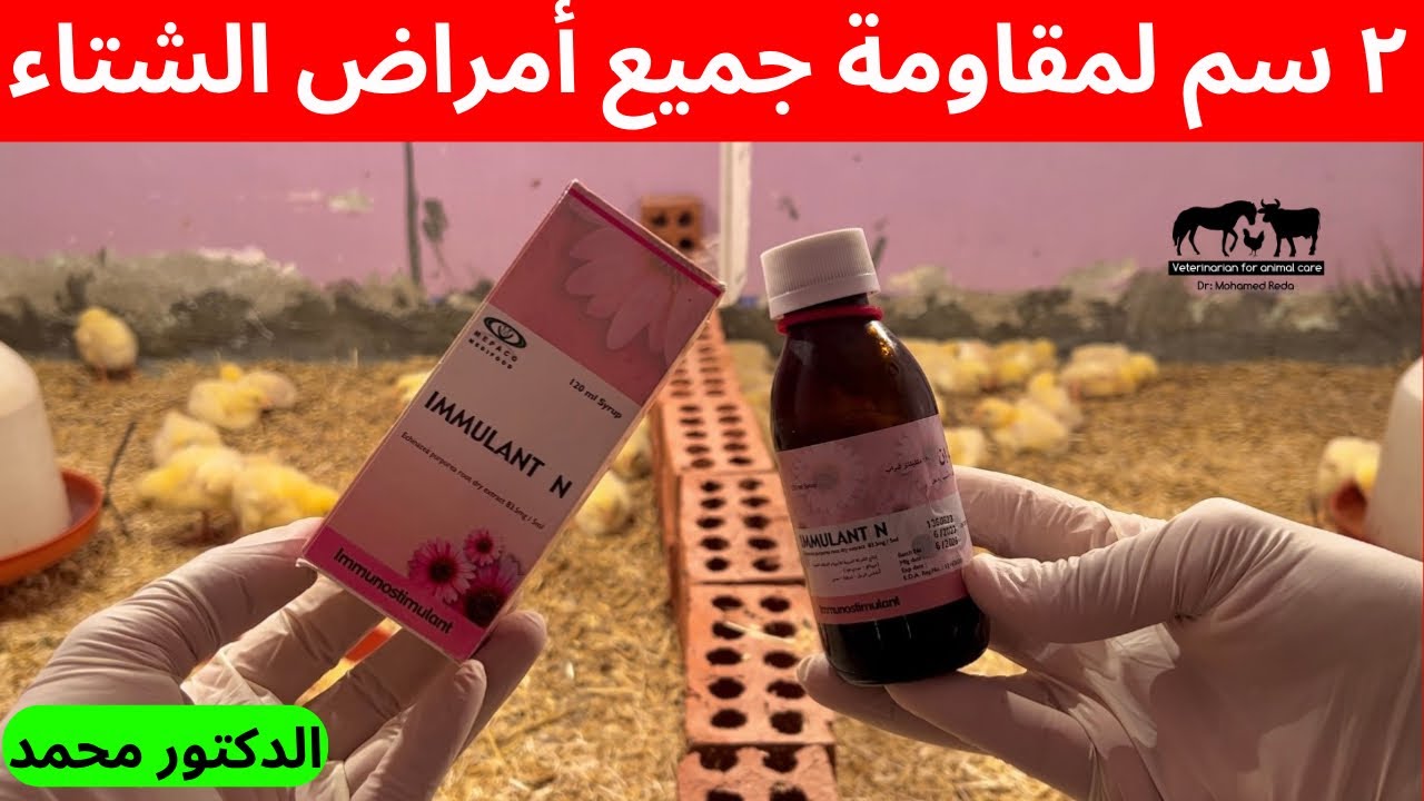 2 سم كل يومين لمقاومة جميع أمراض الشتاء ورفع أوزان الفراخ البيضاء للضعف 😱 يومياً