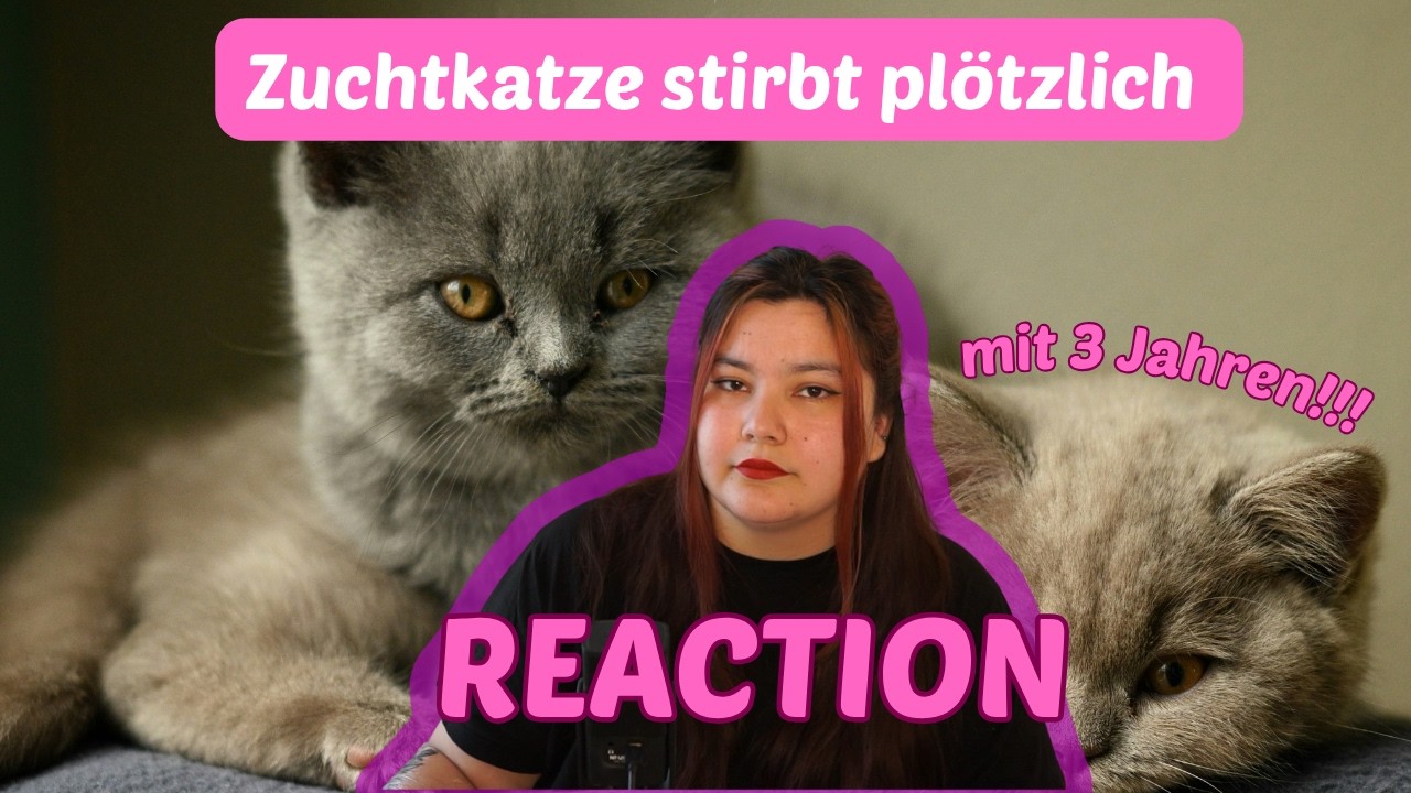 Zuchtkatze ist mit 3 Jahren pl&ouml;tzlich gestorben! - Reaction