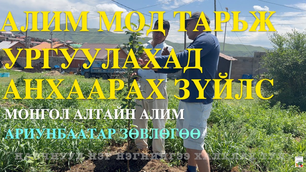 АЛИМНЫ МОД ТАРЬЖ УРГУУЛЦГААЯ.
