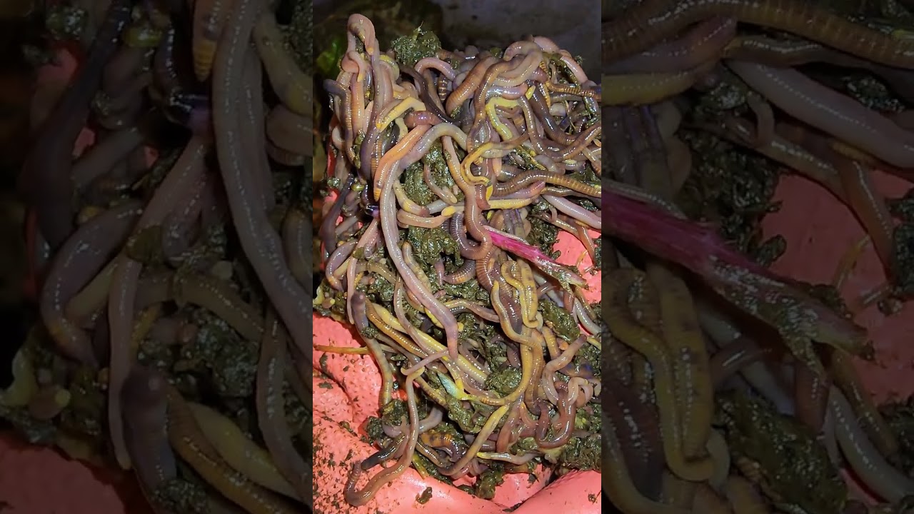 Very Satisfying Check-In & Feeding of Mixed Worm Bin 2 After 17 Days 27 December 2025 #wormfarm