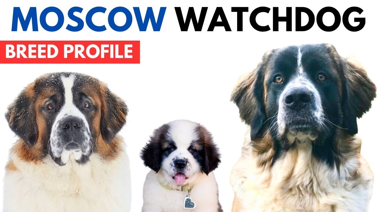 Moscow Watchdog Breed Profile History - Price - Traits - Moscow Watchdog Grooming Needs - Lifespan