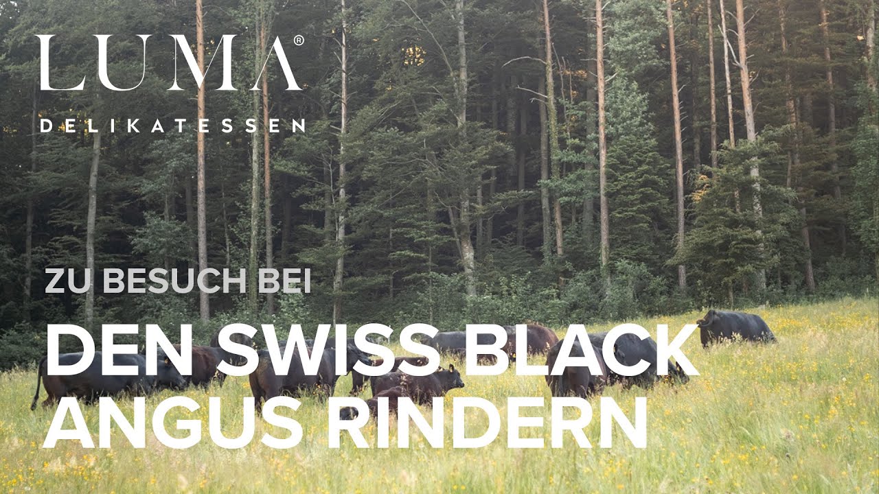 Zu Besuch bei den Swiss Black Angus Rindern