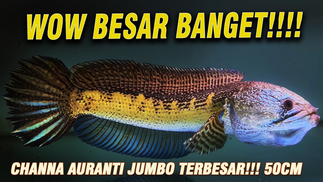 WAW BESAR BANGET CHANNA AURANTI JUMBO TERBESAR YANG PERNAH SAYA TEMUI !!!!...