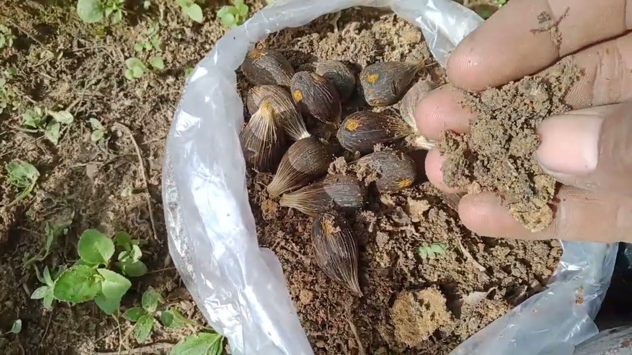 semai bibit sawit 4 media. serbuk kayu , pasir, tanah dan udara yg mana paling efektif//jayen zafran
