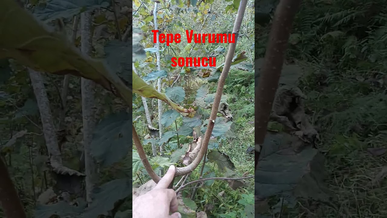 Tepe vurumu sonucu dalda gen&ccedil;leştirme #budama #u&ccedil; #tepe