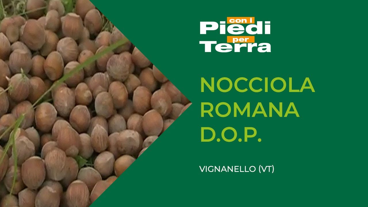 Nocciola romana D O P , Vignanello, Viterbo