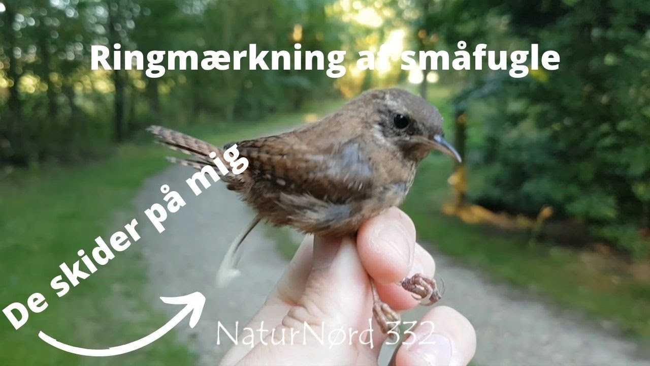 NaturNørd 332. Ringmærkning af danske småfugle. Endelig tid igen :-)