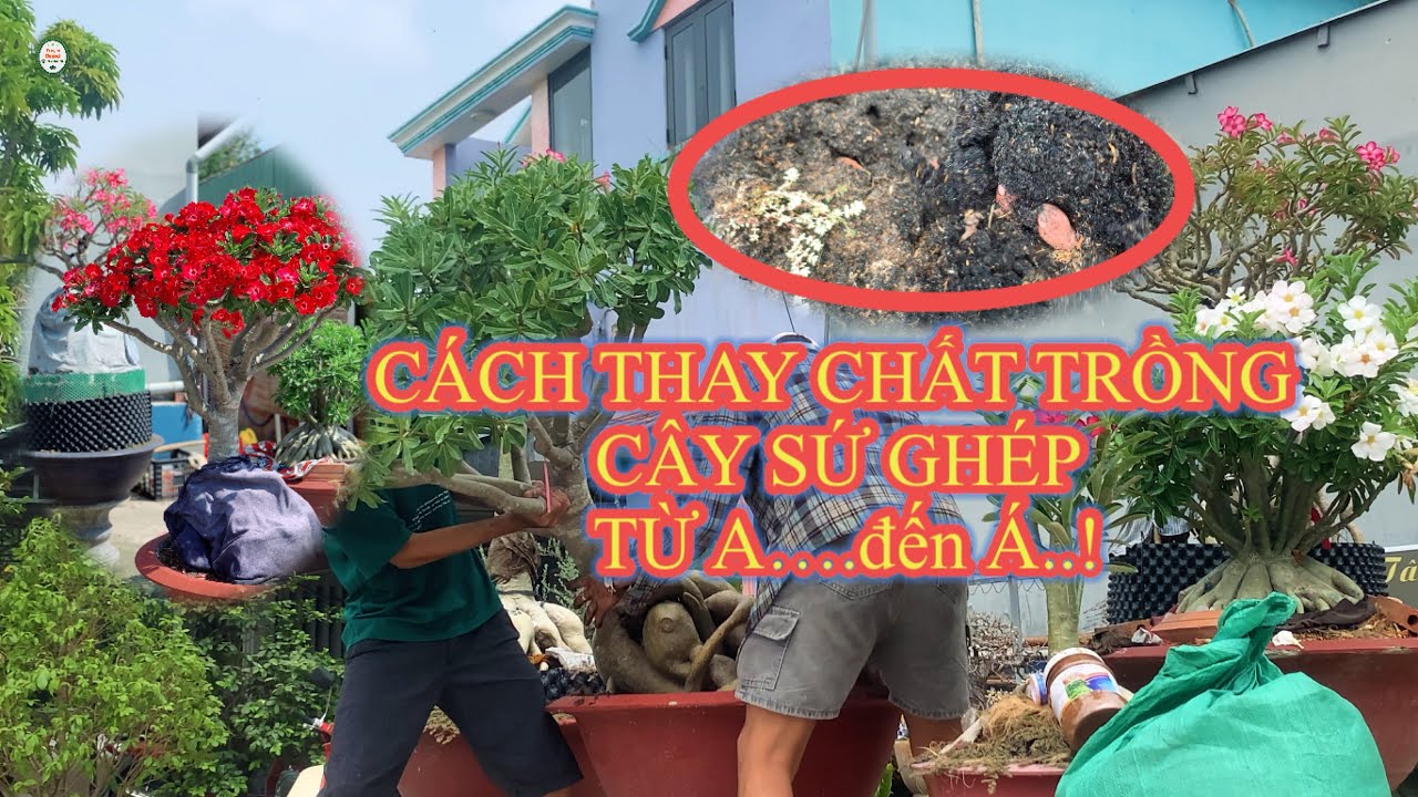 Cách thay chất trồng cây sứ ghép nhanh phát triển hiệu quả %../Truyền bonsai