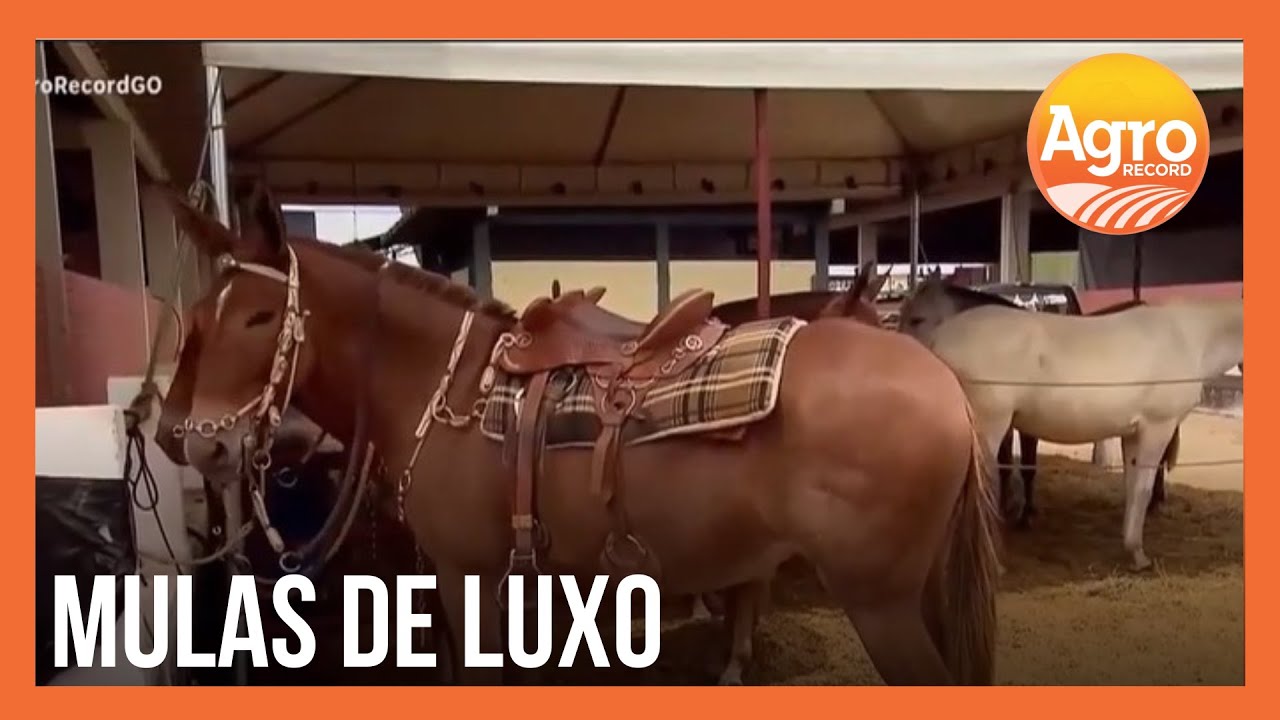 Adereços para mulas: complemento de luxo movimenta o mercado agro no Brasil