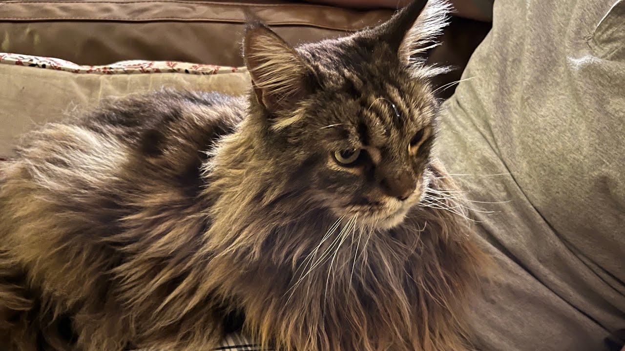 Giant Maine Coon Cat Decides He’s A Lap Cat!