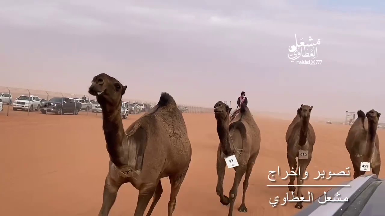 مسيرة فرديات سامي بن هديب العتيبي