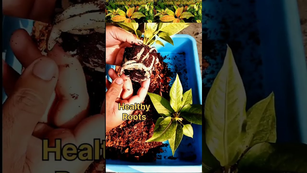 Anthurium Potting Mix II How to Repot Anthurium Plant II To Order WA 8240938880 II