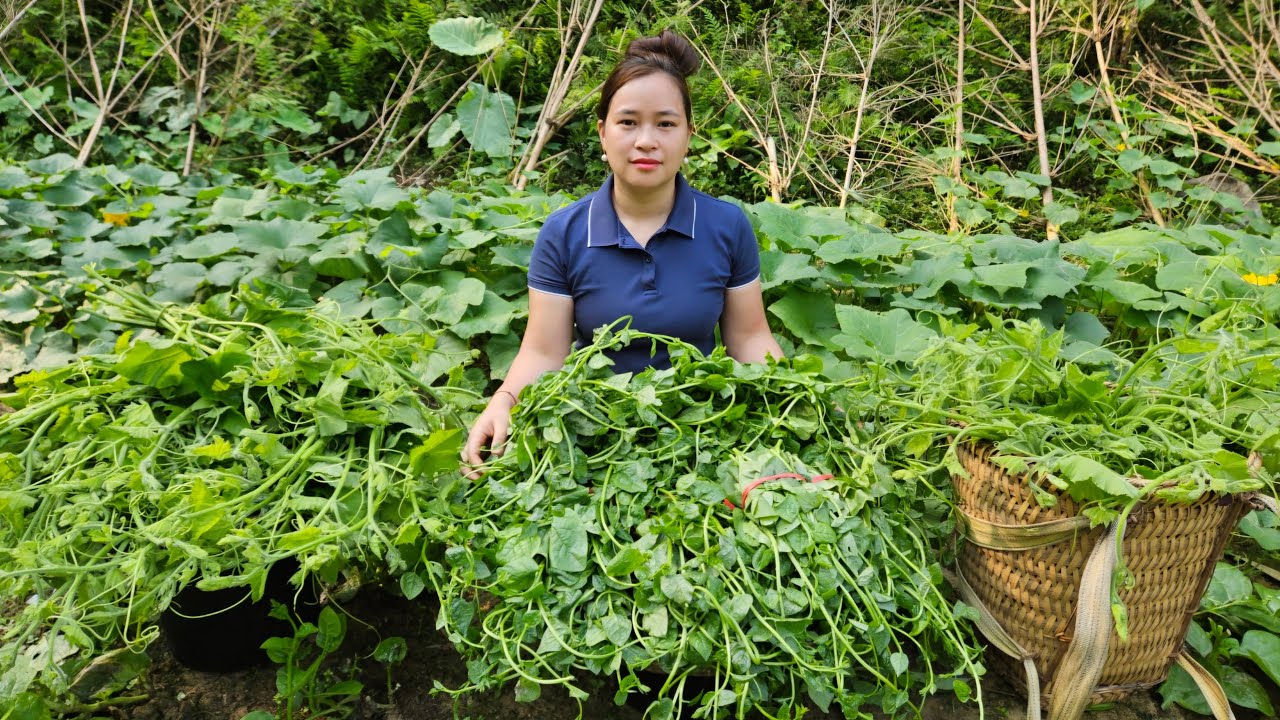 Harvest Pumpkin Vegetables & Spinach Goes To Market Sell - Cooking, Daily life.