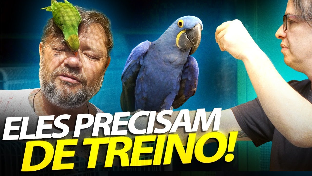 VAMOS INICIAR O TREINAMENTO DAS NOSSAS AVES NO NOVO AVIÁRIO! | A CASA DOS BICHOS