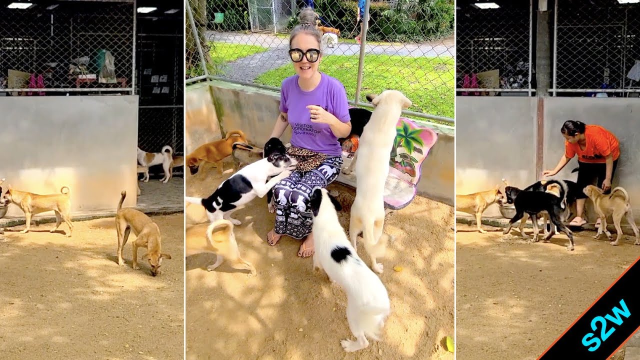 An Electric Ride to Soi Dog Foundation in Northern Phuket (9.2024)