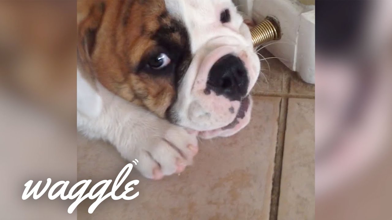 Puppies vs Door Stops | Try Not to Laugh Challenge