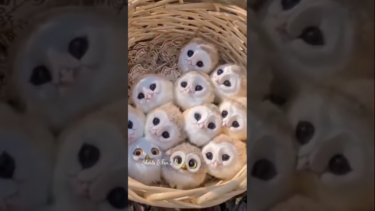 Have You Ever Seen White Baby Owl 🦉🤍 ?| #shorts #cute #owl #pet #pets #babyshorts #babyowl #birds