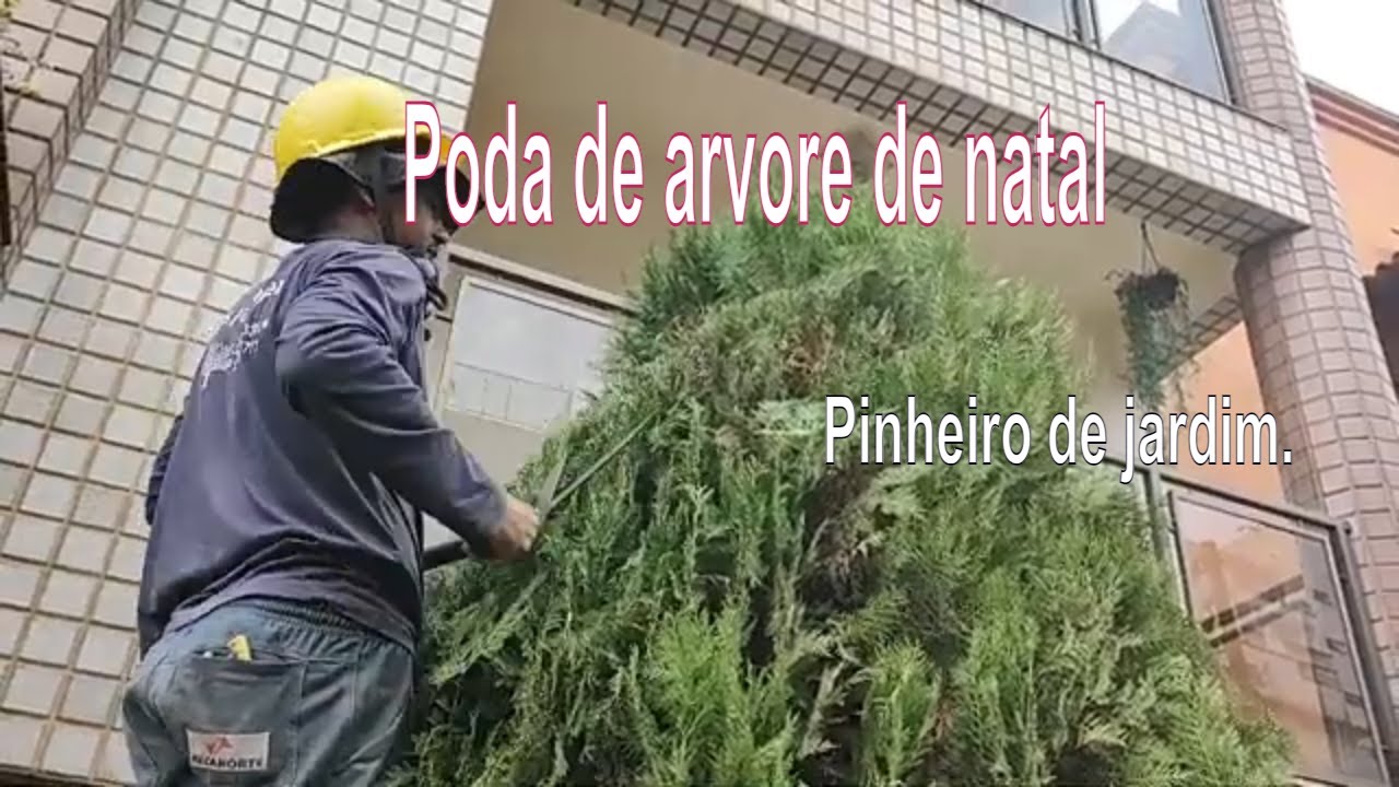 Forma correta de podar arvore de natal - Poda de arvore [pinheiro-cipreste].