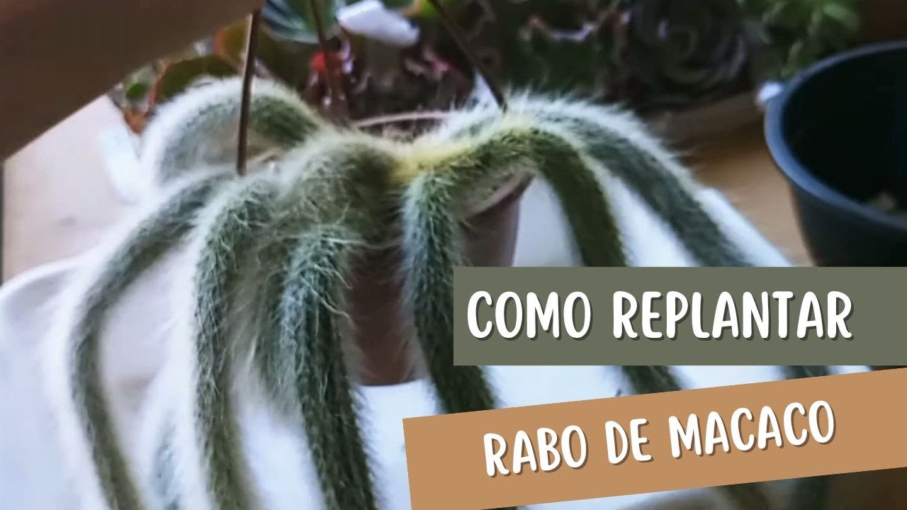 Como replantei o rabo de macaco