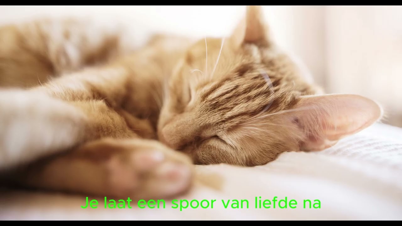 Zachte pootjes in de stilte