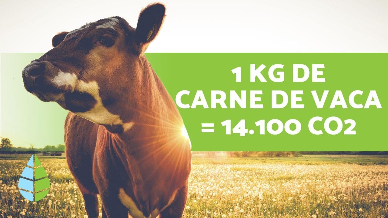 Cuánto CONTAMINAN las VACAS 🐮 Gas Metano y CALENTAMIENTO GLOBAL