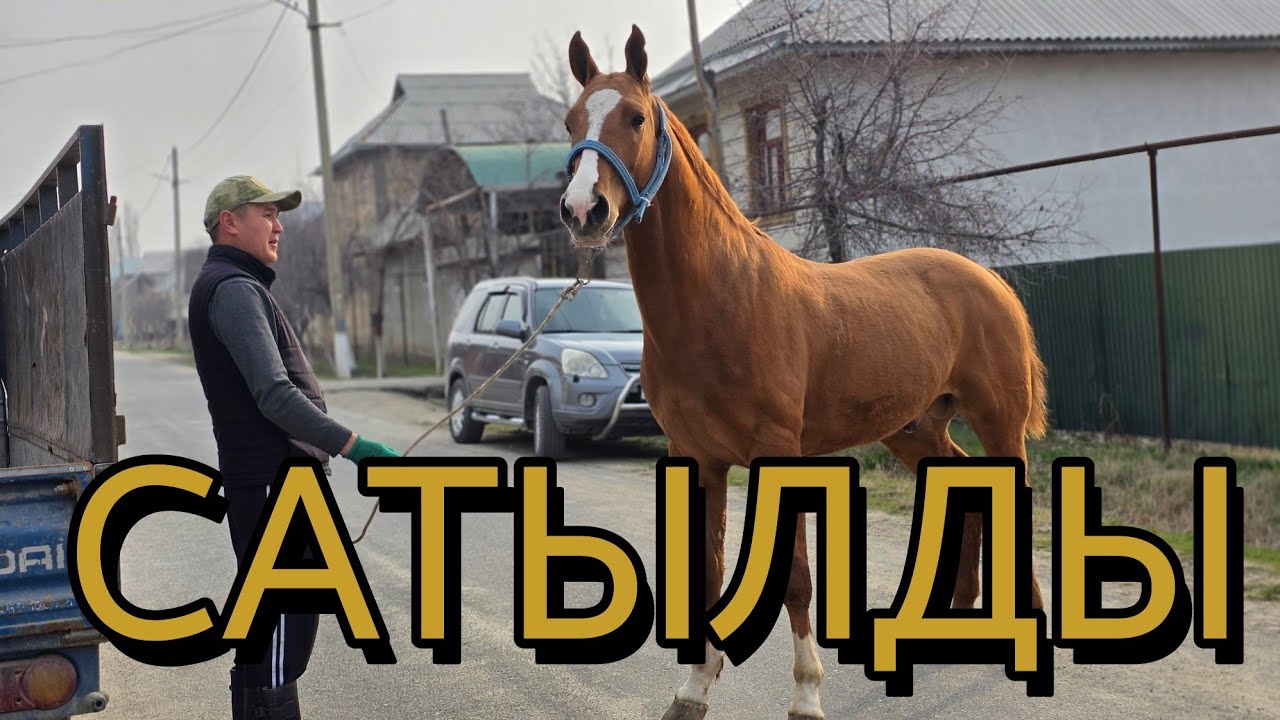 ДОНЧАК ЗОЛОТОЙ