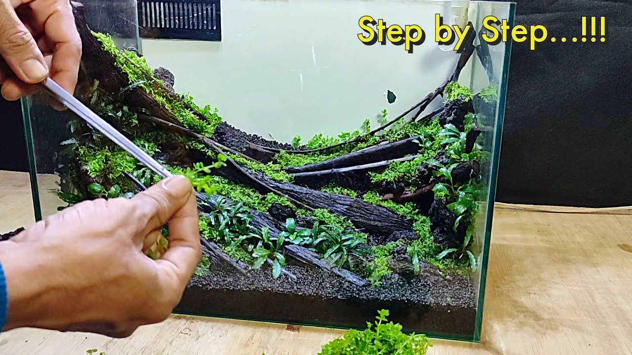 langkah langkah membuat aquascape tema natural