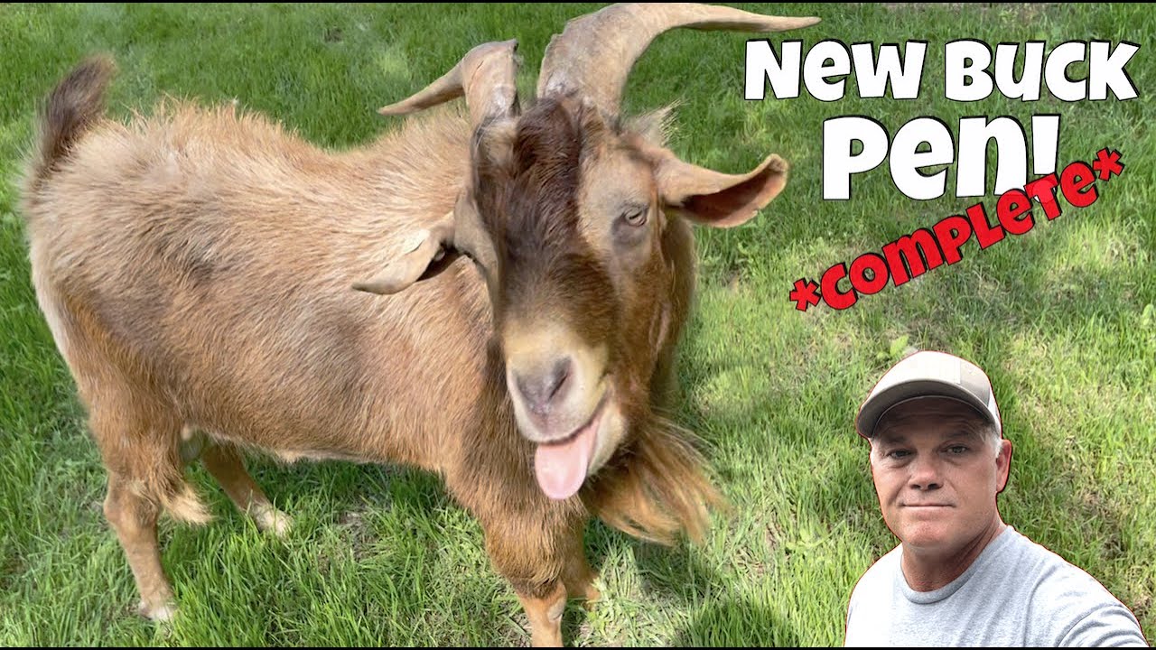 How To: New Buck Pen with Tips & Tricks