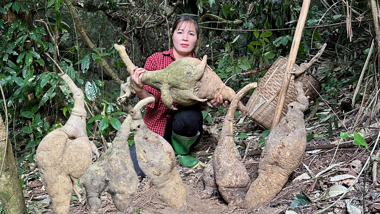 Harvest wild tubers goes to market sell - Take care of pets