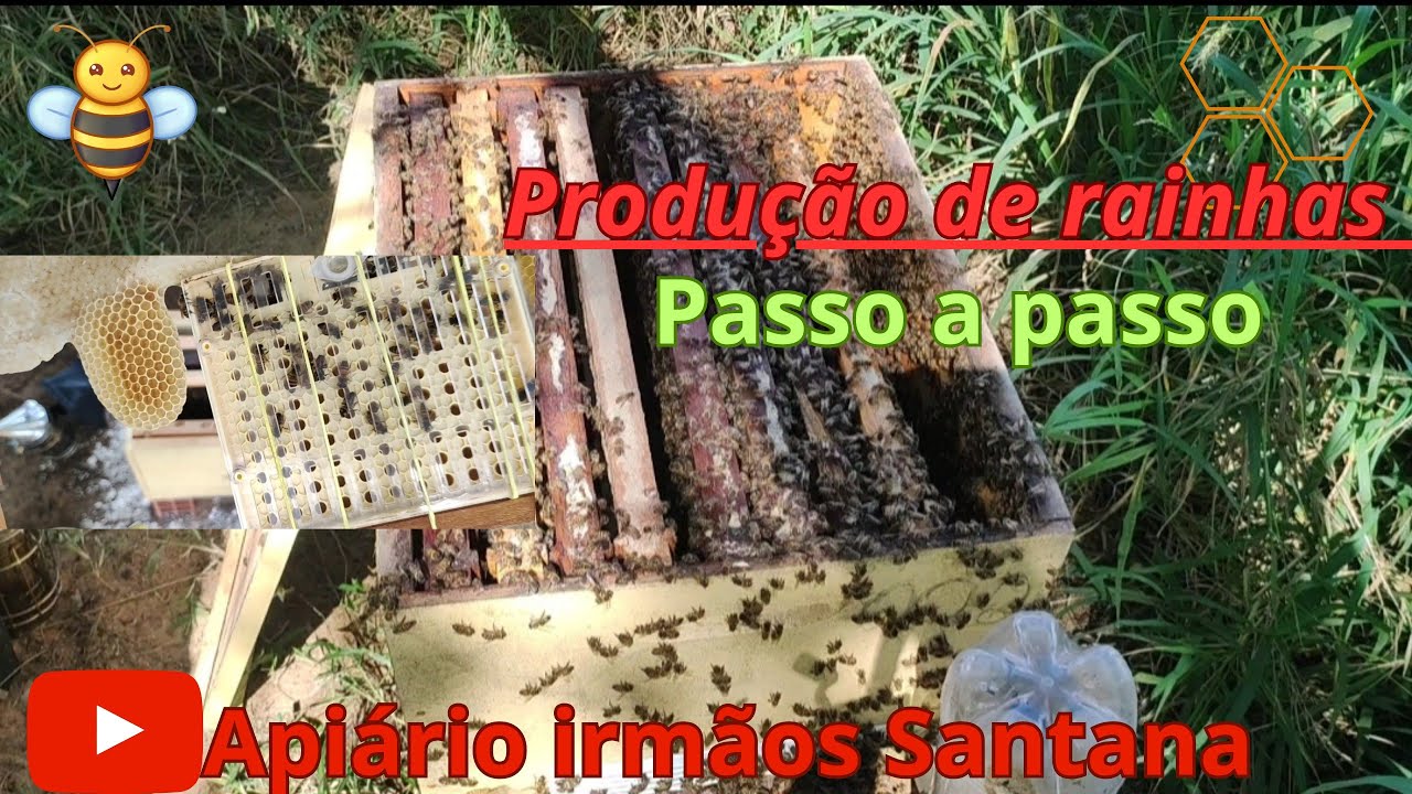 Produção de Rainhas no sistema nicot, passo a passo!!!!