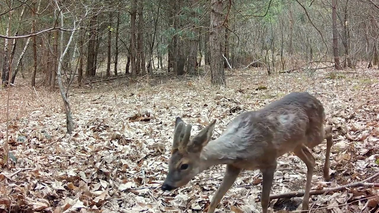 la vie des animaux en forêt cerfs, brocard, biches, blaireaux...#animals #nature #cerf #biche