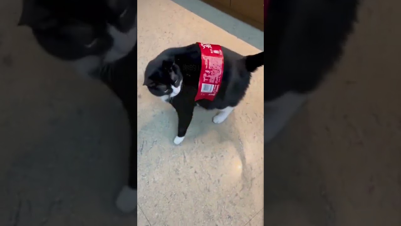 Funny pets #dog #cat #funny #cute #fyp