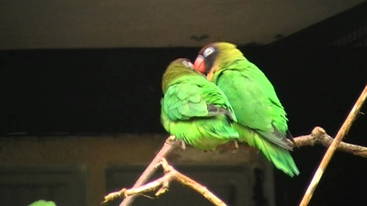 Agapornis nigrigenis (Black cheeked lovebirds) at Welt Vogelpark, Walsrode