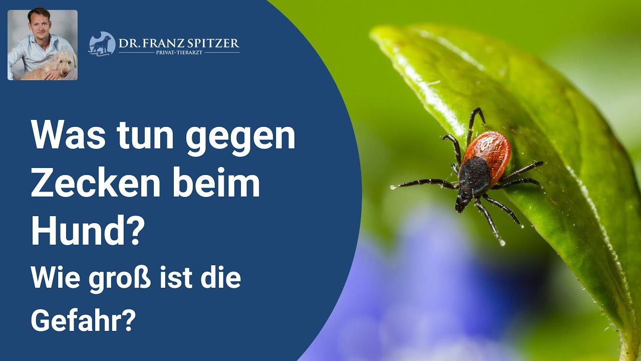 Zecken beim Hund - wie groß ist die Gefahr für dein Tier wirklich?