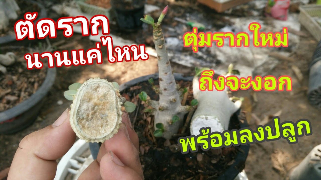 ตัดรากชวนชมเพื่อทำรากตะขาบ ต้องรอนานแค่ไหนถึงลงปลูกได้ ให้รอดตาย 1000% คลิปนี้มีคำตอบ
