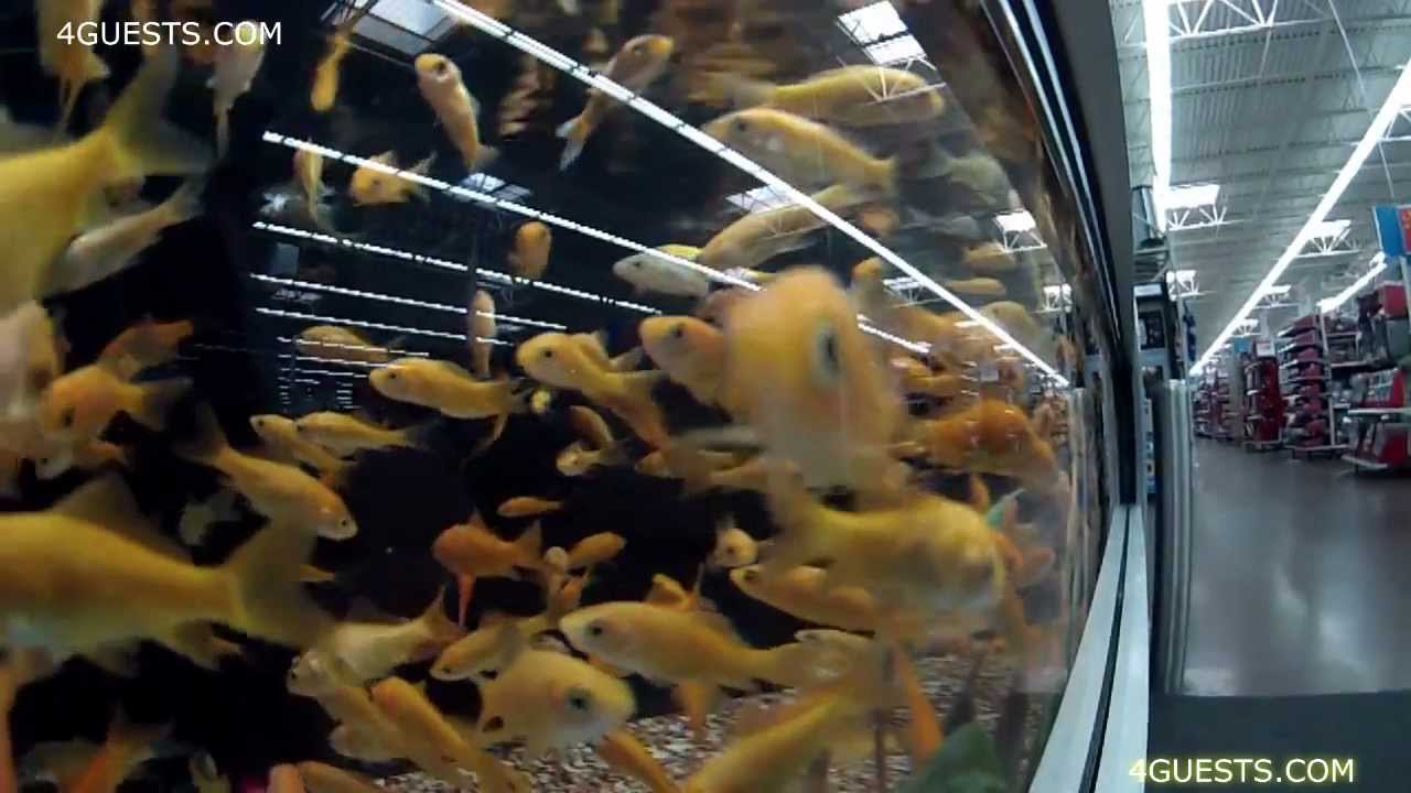 PET FISH at WALMART