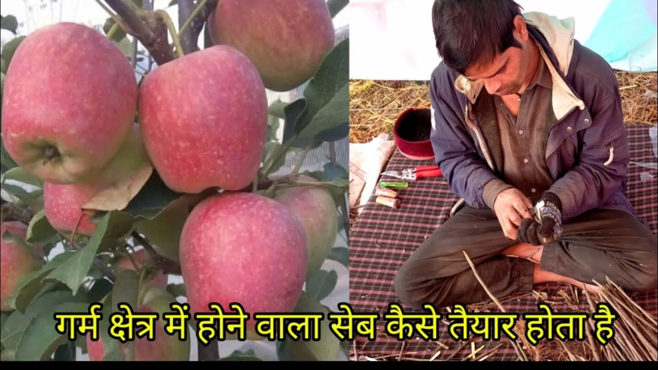 सेब के पौधे केसे तैयार किए जाते हैं seb ki grafting kese hoti h Hrmn99, Anna, Dorset Goldan