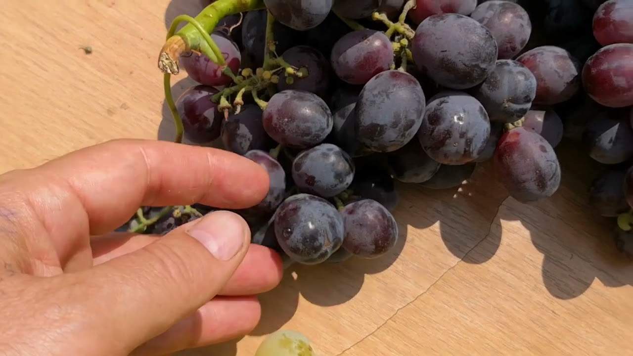 Preporučene sorte vinove loze  za vinogradare pocetnike