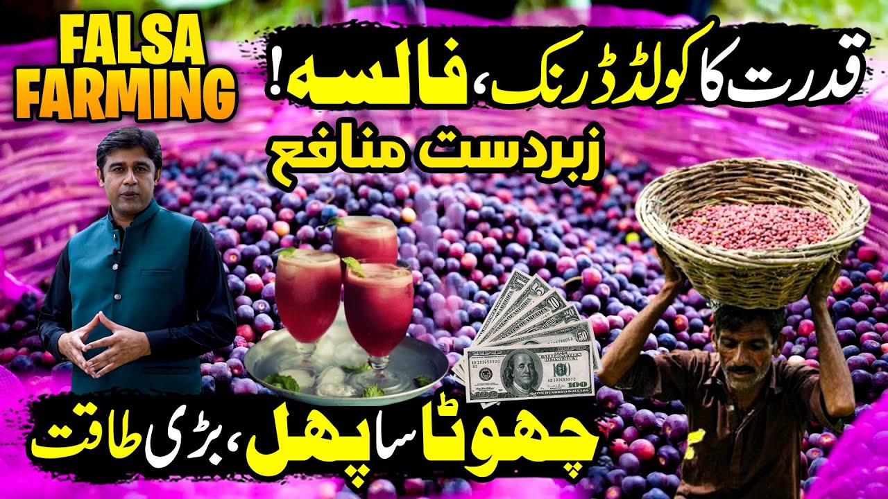 Falsa Farming in Pakistan 🍇 | Billion-Dollar Success 🇵🇰 | Kissan Ka Pakistan