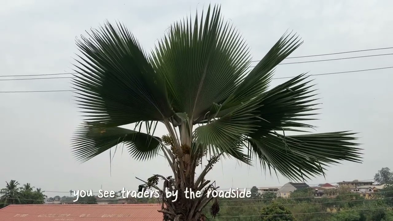 Taking a Walk in Ibadan | Real Life, Real Thoughts