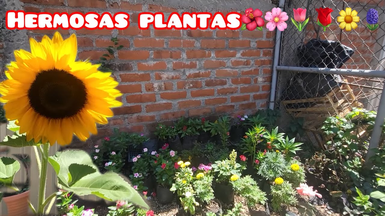 COMPRADO PLANTAS EN EL VIVERO 🌸🌺🌻🌼🌹🌷🌱