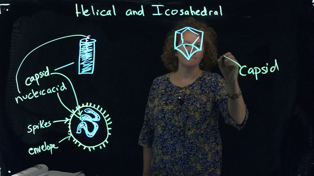 Helical and Icosahedral Viruses