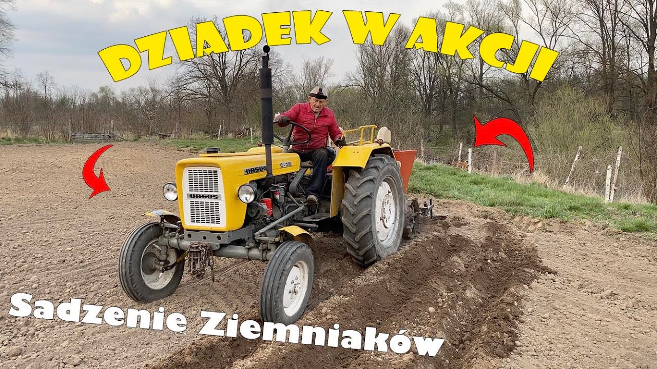 ‼️ 🥔 Sadzenie Ziemniaków 🥔 ‼️| Dziadek w Akcji | Denar | Ursus c-330 | Dźwięk silnika