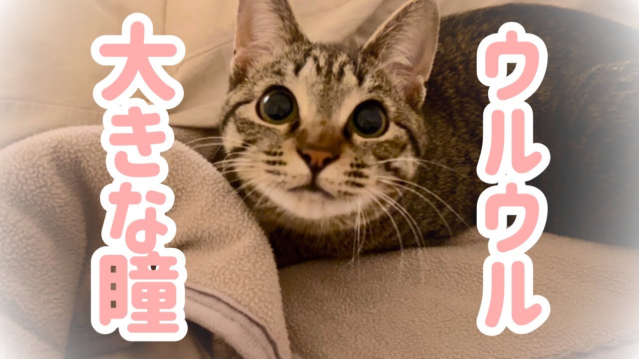 遊びに夢中でくりくりお目目になっちゃう猫が可愛すぎた…