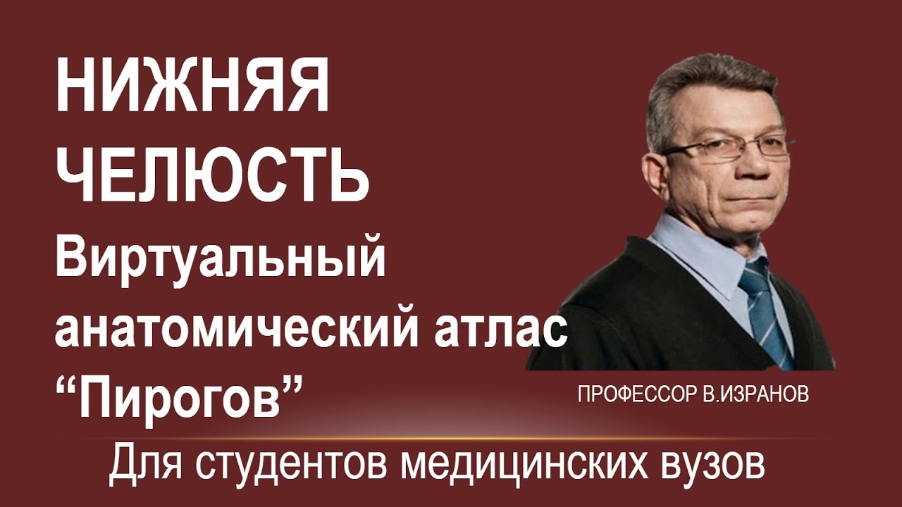 Нижняя челюсть