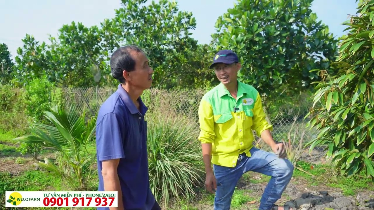 Hướng dẫn cách xử lý sầu riêng bị tuyến trùng