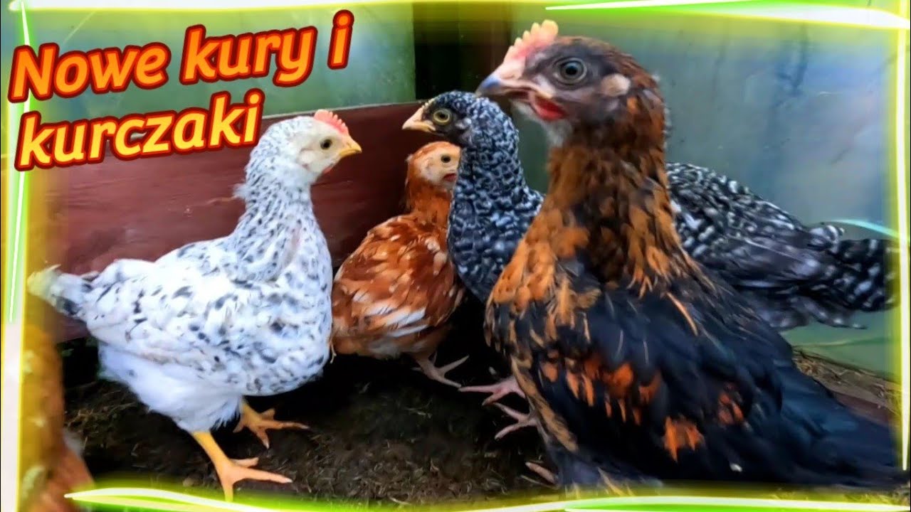 Kury i kurczaki - nowe w kurniku. Jak przyjmie je stado? 🐓🐔🐔