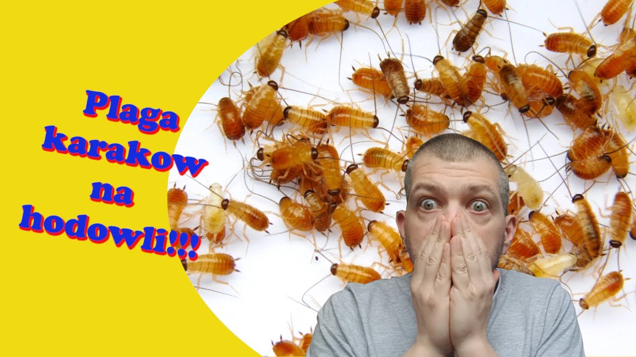 Hodowla ptaszników: plaga karaczana!!! Jak się zabezpieczyć?? [#012]