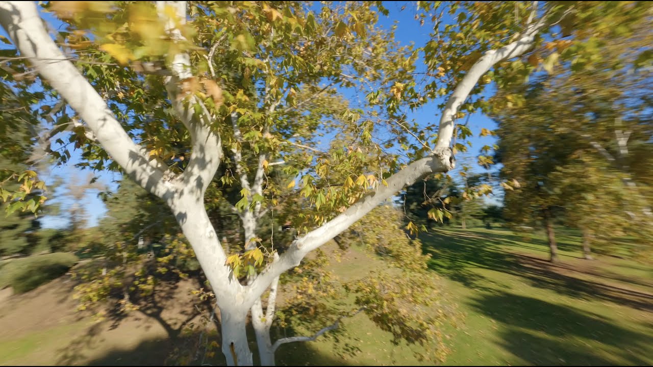 Sycamore Tree Cruising - Lumenier QAV-Pro Micro 2.5
